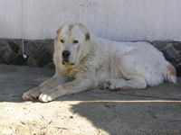 Продажа щенков среднеазиатской овчарки (алабая) в Харькове - <ro>Изображение</ro><ru>Изображение</ru> #3, <ru>Объявление</ru> #413759