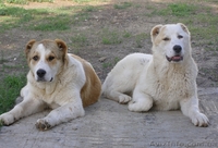 Продажа щенков среднеазиатской овчарки (алабая) в Харькове - <ro>Изображение</ro><ru>Изображение</ru> #1, <ru>Объявление</ru> #413759