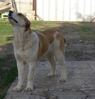 Продажа щенков среднеазиатской овчарки (алабая) в Харькове - <ro>Изображение</ro><ru>Изображение</ru> #2, <ru>Объявление</ru> #413759