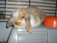 Продам кролика с клеткой и кормом на первое время - <ro>Изображение</ro><ru>Изображение</ru> #2, <ru>Объявление</ru> #652242