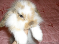 Продам кролика с клеткой и кормом на первое время - <ro>Изображение</ro><ru>Изображение</ru> #1, <ru>Объявление</ru> #652242