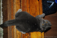 Пушистая красавица-шотландская вислоухая - <ro>Изображение</ro><ru>Изображение</ru> #3, <ru>Объявление</ru> #676748