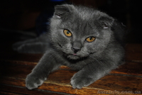 Пушистая красавица-шотландская вислоухая - <ro>Изображение</ro><ru>Изображение</ru> #1, <ru>Объявление</ru> #676748