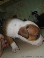 Cрочно!!!продам щенка пит-буля - <ro>Изображение</ro><ru>Изображение</ru> #4, <ru>Объявление</ru> #701615