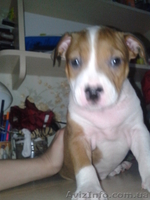 Cрочно!!!продам щенка пит-буля - <ro>Изображение</ro><ru>Изображение</ru> #7, <ru>Объявление</ru> #701615