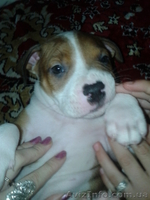 Cрочно!!!продам щенка пит-буля - <ro>Изображение</ro><ru>Изображение</ru> #2, <ru>Объявление</ru> #701615