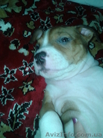 Cрочно!!!продам щенка пит-буля - <ro>Изображение</ro><ru>Изображение</ru> #3, <ru>Объявление</ru> #701615