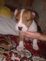 Cрочно!!!продам щенка пит-буля - <ro>Изображение</ro><ru>Изображение</ru> #1, <ru>Объявление</ru> #701615