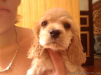 продам щенков американский кокер-спаниель - <ro>Изображение</ro><ru>Изображение</ru> #2, <ru>Объявление</ru> #678383