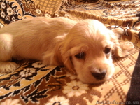 продам щенков американский кокер-спаниель - <ro>Изображение</ro><ru>Изображение</ru> #1, <ru>Объявление</ru> #678383