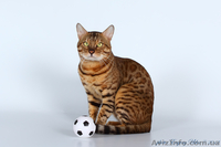 Бенгальский мини леопард, бенгальские котята - <ro>Изображение</ro><ru>Изображение</ru> #6, <ru>Объявление</ru> #631260