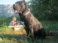 элитные щенки кане-корсо - <ro>Изображение</ro><ru>Изображение</ru> #1, <ru>Объявление</ru> #695008