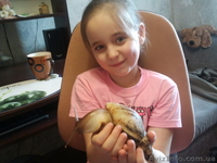 Продам гигантских улиток ахатин - <ro>Изображение</ro><ru>Изображение</ru> #1, <ru>Объявление</ru> #707550