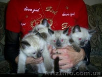 Приглашаем на вязку. Cиамский (тайский) кот. - <ro>Изображение</ro><ru>Изображение</ru> #2, <ru>Объявление</ru> #717595