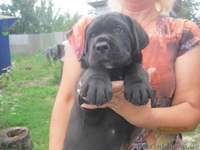 элитные щенки кане-корсо - <ro>Изображение</ro><ru>Изображение</ru> #3, <ru>Объявление</ru> #695008