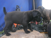 элитные щенки кане-корсо - <ro>Изображение</ro><ru>Изображение</ru> #4, <ru>Объявление</ru> #695008