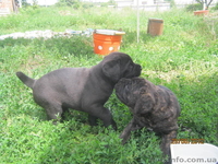 элитные щенки кане-корсо - <ro>Изображение</ro><ru>Изображение</ru> #5, <ru>Объявление</ru> #695008