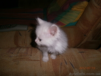 Малышка ищет дом! - <ro>Изображение</ro><ru>Изображение</ru> #1, <ru>Объявление</ru> #714274