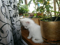 Малышка ищет дом! - <ro>Изображение</ro><ru>Изображение</ru> #4, <ru>Объявление</ru> #714274