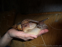 Продам гигантских улиток ахатин - <ro>Изображение</ro><ru>Изображение</ru> #3, <ru>Объявление</ru> #707550