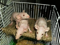 Крысята сфинкс-дамбо на продажу - <ro>Изображение</ro><ru>Изображение</ru> #2, <ru>Объявление</ru> #717592