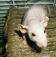 Крысята сфинкс-дамбо на продажу - <ro>Изображение</ro><ru>Изображение</ru> #3, <ru>Объявление</ru> #717592