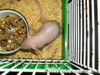 Крысята сфинкс-дамбо на продажу - <ro>Изображение</ro><ru>Изображение</ru> #1, <ru>Объявление</ru> #717592