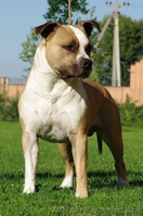 Правнуки Чемпиона Мира.щенки Американского Стаффордширского терьера,питомник,дос - <ro>Изображение</ro><ru>Изображение</ru> #1, <ru>Объявление</ru> #710039