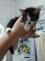 Отдам котят в хорошие руки! 3 мальчика и 4 девочки.  - <ro>Изображение</ro><ru>Изображение</ru> #2, <ru>Объявление</ru> #729250