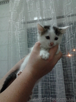 Отдам котят в хорошие руки! 3 мальчика и 4 девочки.  - <ro>Изображение</ro><ru>Изображение</ru> #1, <ru>Объявление</ru> #729250