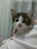 Отдам котят в хорошие руки! 3 мальчика и 4 девочки.  - <ro>Изображение</ro><ru>Изображение</ru> #6, <ru>Объявление</ru> #729250