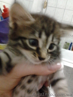 Отдам котят в хорошие руки! 3 мальчика и 4 девочки.  - <ro>Изображение</ro><ru>Изображение</ru> #7, <ru>Объявление</ru> #729250