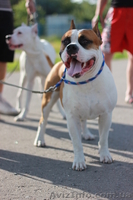 щенки ам стафф терьера - <ro>Изображение</ro><ru>Изображение</ru> #4, <ru>Объявление</ru> #731850