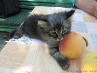 Дымчатый кот-бандит ждет вас - <ro>Изображение</ro><ru>Изображение</ru> #1, <ru>Объявление</ru> #745072