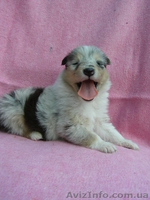 КОЛЛИ щенки (девочки) - <ro>Изображение</ro><ru>Изображение</ru> #1, <ru>Объявление</ru> #740929