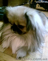 Пекинес для вязки - <ro>Изображение</ro><ru>Изображение</ru> #1, <ru>Объявление</ru> #729967