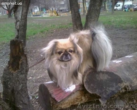 Пекинес для вязки - <ro>Изображение</ro><ru>Изображение</ru> #2, <ru>Объявление</ru> #729967