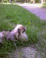 Пекинес для вязки - <ro>Изображение</ro><ru>Изображение</ru> #4, <ru>Объявление</ru> #729967