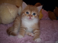 Отдам котят в хорошие руки.(15.08.) - <ro>Изображение</ro><ru>Изображение</ru> #1, <ru>Объявление</ru> #738620