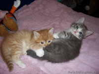 Отдам котят в хорошие руки.(15.08.) - <ro>Изображение</ro><ru>Изображение</ru> #2, <ru>Объявление</ru> #738620