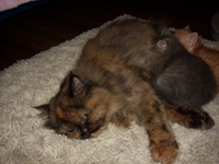 Отдам котят в хорошие руки.(15.08.) - <ro>Изображение</ro><ru>Изображение</ru> #3, <ru>Объявление</ru> #738620