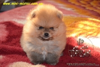 Карликовые эксклюзивные щеночки померанского шпица vip-classa! - <ro>Изображение</ro><ru>Изображение</ru> #3, <ru>Объявление</ru> #756352