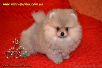Карликовые эксклюзивные щеночки померанского шпица vip-classa! - <ro>Изображение</ro><ru>Изображение</ru> #4, <ru>Объявление</ru> #756352