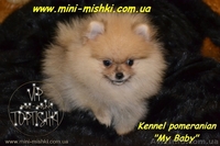 Карликовые эксклюзивные щеночки померанского шпица vip-classa! - <ro>Изображение</ro><ru>Изображение</ru> #5, <ru>Объявление</ru> #756352