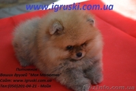 Щенки померанского шпица! - <ro>Изображение</ro><ru>Изображение</ru> #3, <ru>Объявление</ru> #754332