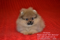 Щенки померанского шпица! - <ro>Изображение</ro><ru>Изображение</ru> #6, <ru>Объявление</ru> #754332