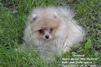Щенки померанского шпица! - <ro>Изображение</ro><ru>Изображение</ru> #1, <ru>Объявление</ru> #754332