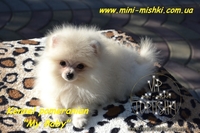 Карликовые эксклюзивные щеночки померанского шпица vip-classa! - <ro>Изображение</ro><ru>Изображение</ru> #6, <ru>Объявление</ru> #756352