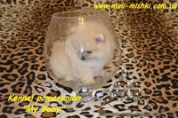 Карликовые эксклюзивные щеночки померанского шпица vip-classa! - <ro>Изображение</ro><ru>Изображение</ru> #8, <ru>Объявление</ru> #756352