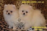 Карликовые эксклюзивные щеночки померанского шпица vip-classa! - <ro>Изображение</ro><ru>Изображение</ru> #1, <ru>Объявление</ru> #756352
